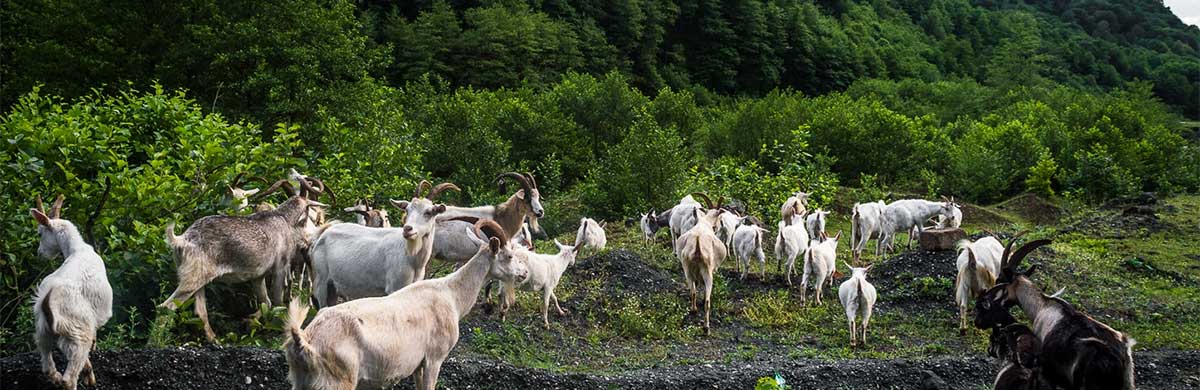 Photo of Abkhazia