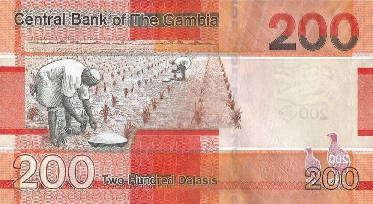 Back of Gambia p42b: 200 Dalasis from 2023